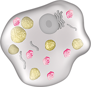 The process of VPRIV breaking down glucocerebroside reducing the overall amount in the cell.