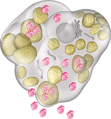 VPRIV being absorbed into the cell and once inside the cell it breaks down glucocerebroside